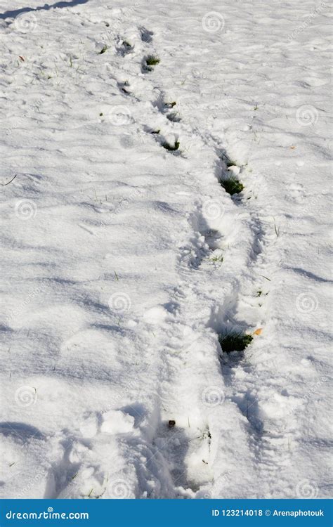 Footprints In The Snow Stock Photo Image Of Kingdom 123214018