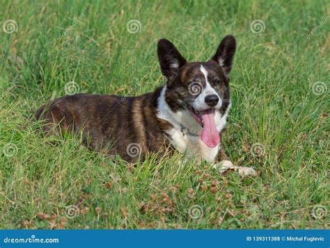 Male Brindle Welsh Corgi Cardigan In A Grass Stock Photo Image Of