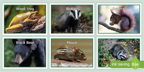 Pictures Of Temperate Forest Animals Display Posters