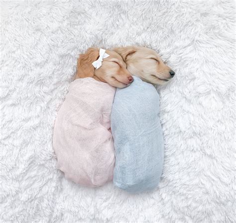 Puppy Photography 🎀💙 Twins Puppies Puppyphotography Puppy