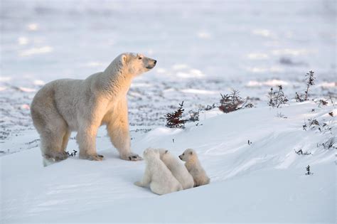 Polar Bear Photos Testify To The Beauty Of This Fragile World