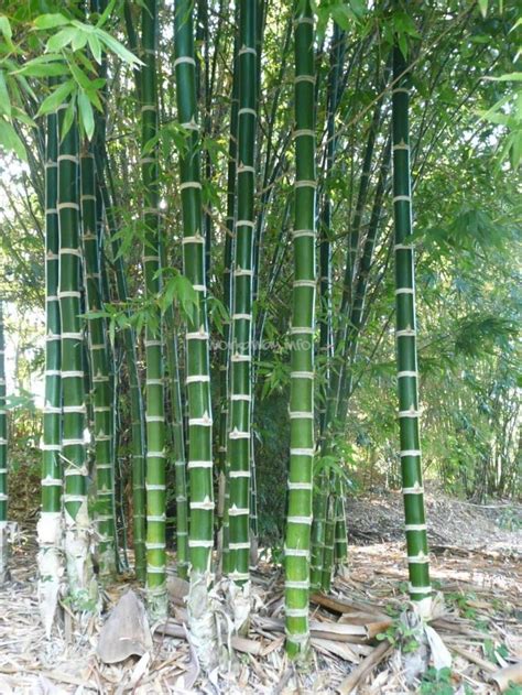 Work In A Tropical Bamboo Garden Queensland Bamboo