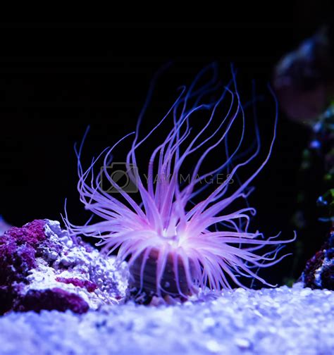 Beautiful Sea Anemone Lighting Up In Purple Blue And Pink Vibrant