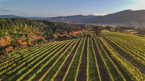 Best Willamette Valley Wineries To Visit For Wine Tasting