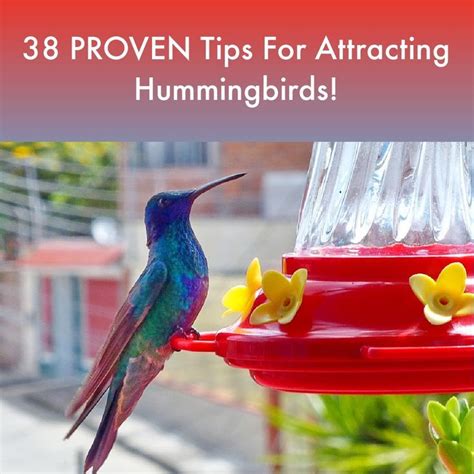 25 Proven Tips For Attracting Hummingbirds 2022 Guide In 2022 How