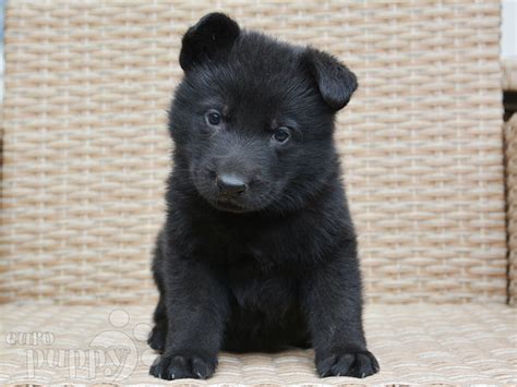 Akela German Shepherd Dog Puppy For Sale Euro Puppy