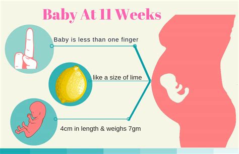 11 Weeks Pregnant Development Of The Baby At 11 Weeks