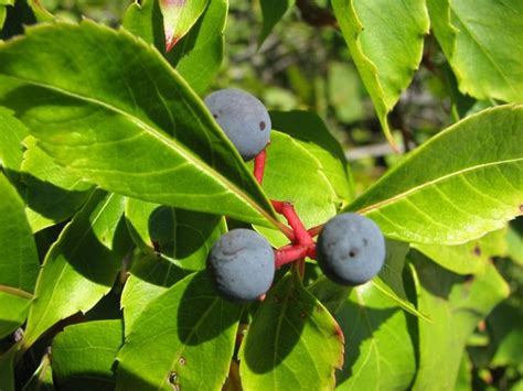 The Blue Berries Of The Virginia Creeper Are Poisonous Poisonous