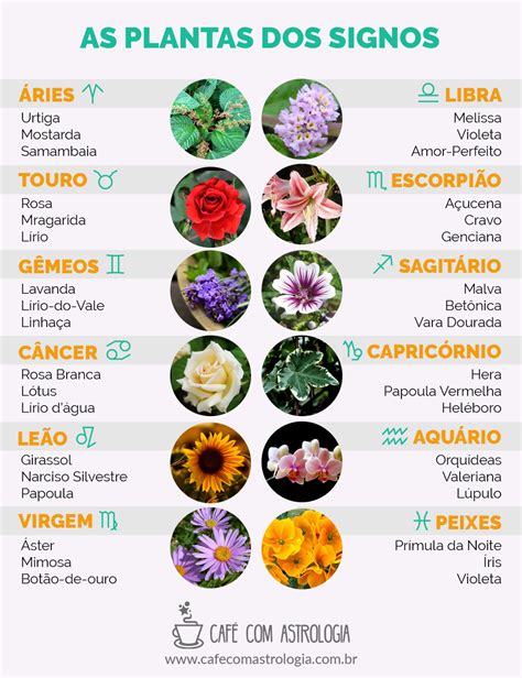 Caf Com Astrologia As Plantas Dos Signos Astrologia Magia Das Ervas Astrologia Signos