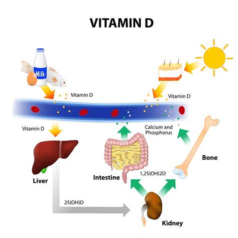 Vitamin d overview for health professionals. Vitamin D & parathyroid hormone are associated with ...