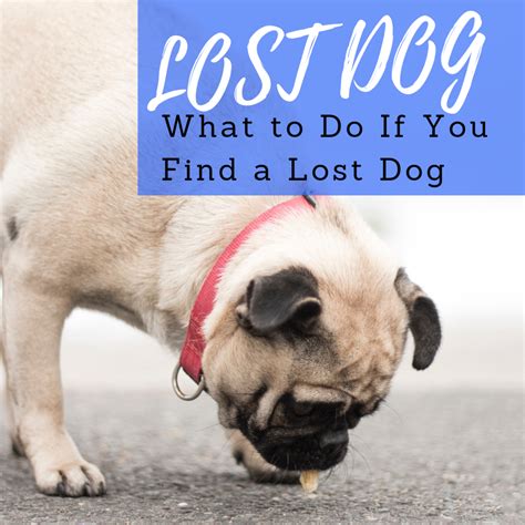 What To Do If You Find A Lost Dog Or Stray Pethelpful