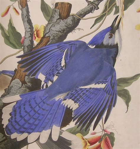 Showandtell 310 John James Audubon Birds Of America