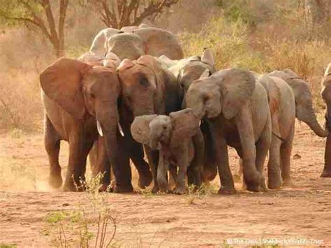 Girl Elephants Stay With Their Families Their Whole Lives The Dodo