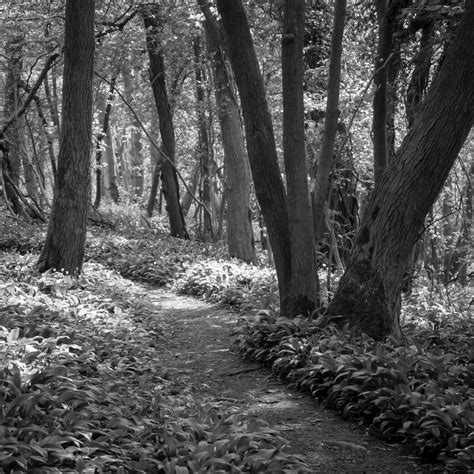 The Path Through The Woods Hollywoodward2015 Flickr