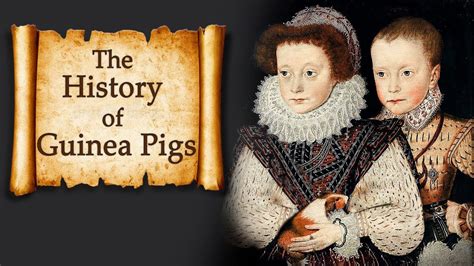 The History Of Guinea Pigs Youtube