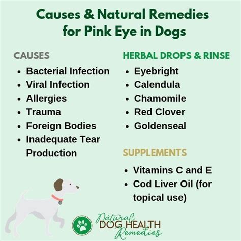 Causes And Natural Remedies That Help Dogs With Pink Eye