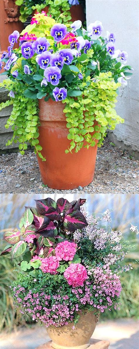 Colorful Flower Gardening In Pots 38 Designer Plant Lists For Each