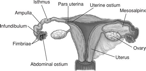 Figure 1 2 From Isthmus Pars Uterina Uterine Ostium Mesosalpinx Ovary