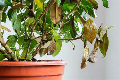 Maybe you would like to learn more about one of these? Why Are My Plants Turning Yellow?