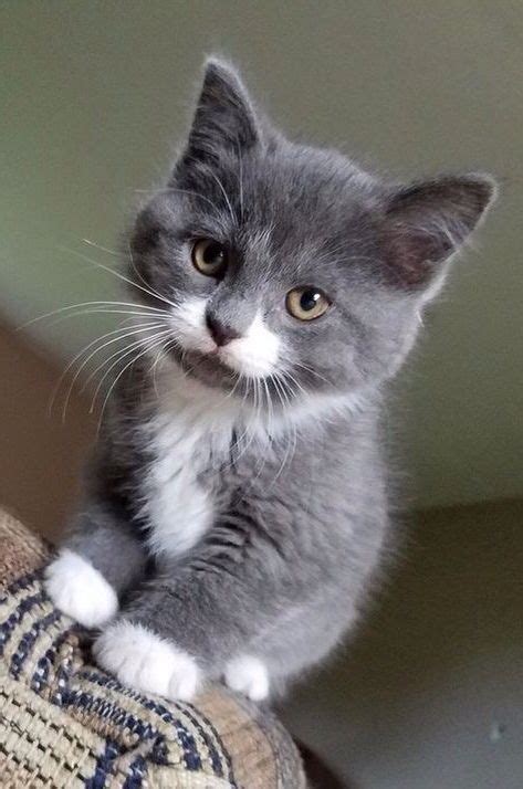 Gray And White Cat Breeds With Pictures Picturemeta