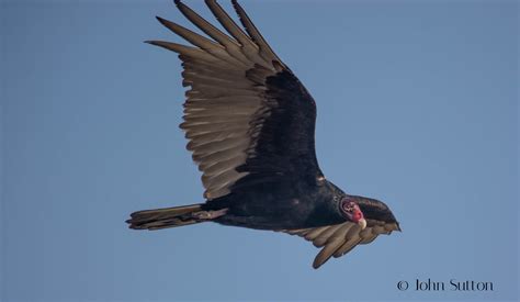 Turkey Vulture Flickr