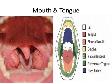 Mouth Glands Anatomy