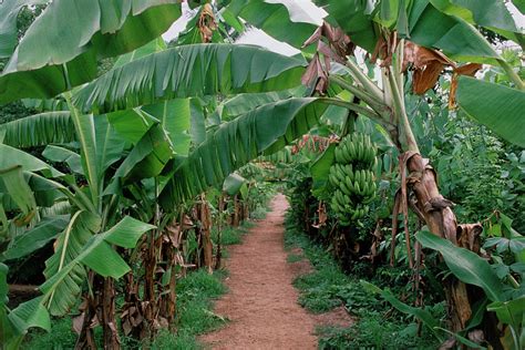 Unripe Bananas On A Plantation Photograph By Sue Fordscience Photo