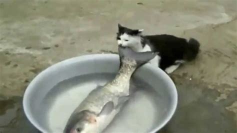 The Cat Steals The Fish Youtubeuxoaqhvybjg Cats Kitten Aww