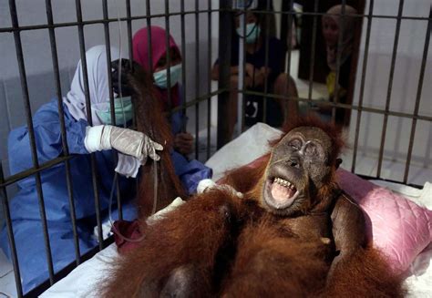 Sumatran Orangutan Shot 74 Times And Blinded