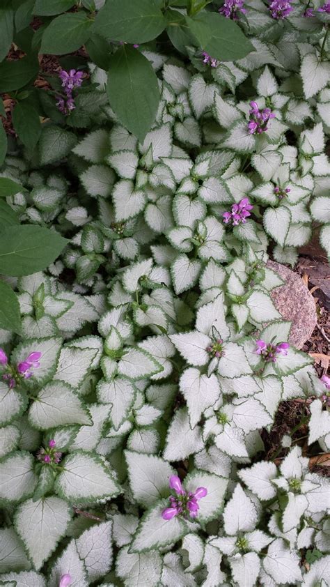 Shade Garden Plants Garden Shrubs Lawn And Garden Garden Paths