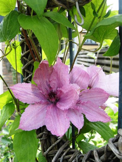 The beautiful climbing clematis can be grown to cover walls, decorate entryways, or extend over archways. clematis flowers | Via Mary Phillips Brazier | Clematis ...