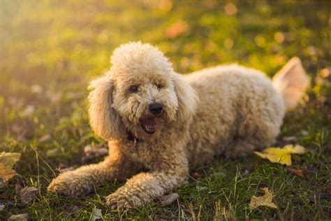 Four Types Of Poodles And Their Characteristics My Animals