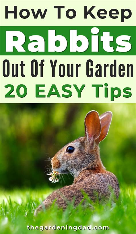 There is no better or more economical way to keep rabbits out of the garden than good chicken wire, or wire mesh perimeter fence, bottom bent how about just keeping them out of your yard so your puppy will stop eating their droppings. How to Keep Rabbits Out of Garden (20 EASY Tips) | Garden ...