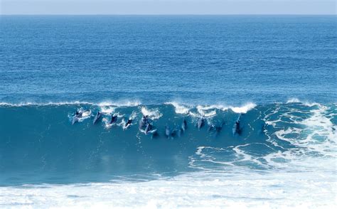 Surfs Up These Are The Incredible Pictures Of Dolphins