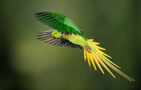 Parakeets And Indias Birdman Arunachala Birds