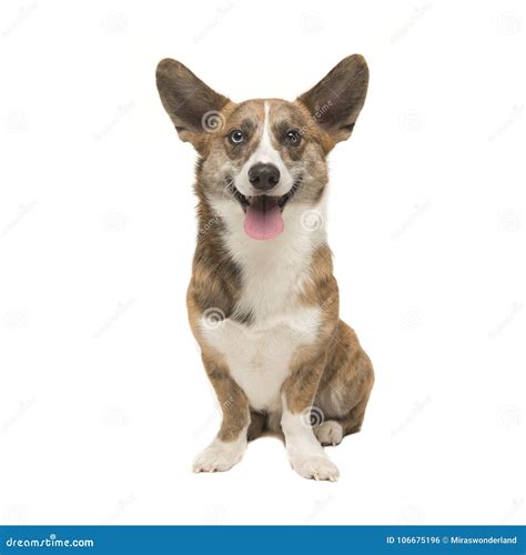 Welsh Corgi Pembroke Adult Dog Seen From The Front Facing The Ca Stock