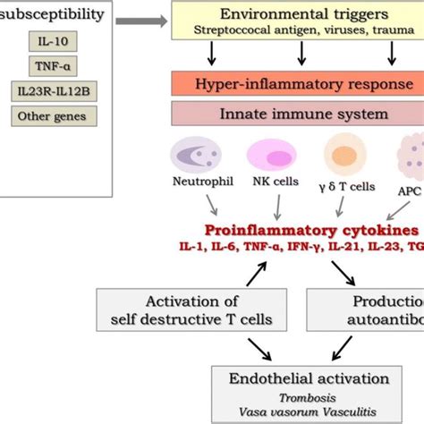 The Role Of Innate And Adaptive Immune System In The Immunopathogenesis