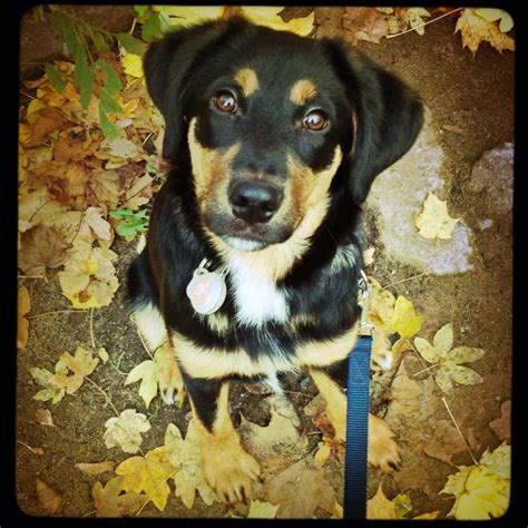 Die beiden kleineren der vier verschiedenen schweizer sennenhunde sind aufmerksame und eifrige arbeitshunde. Sunny (Appenzeller Sennenhund, Unbekannt) | Mischling - Mix