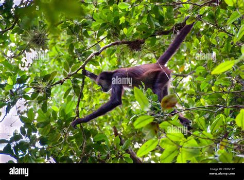 Un Mono Araña Forrajea Para Comer En El Dosel Del Bosque De Una Selva