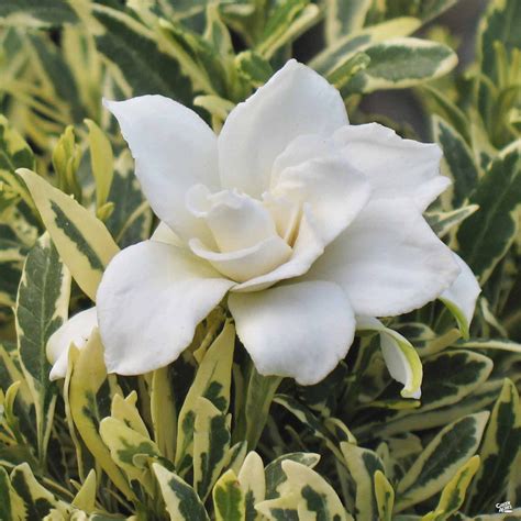 Dwarf Variegated Gardenia — Green Acres Nursery And Supply