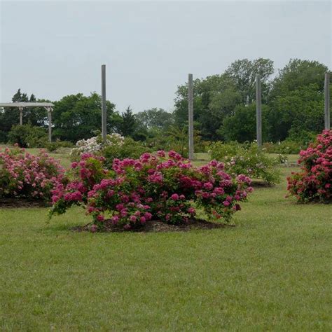 Chambersville Tree Farms Tree Farm In Celina