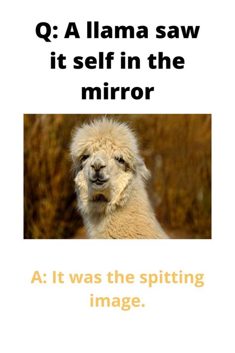 60 cheesy pick up lines guaranteed to get a laugh. Llama jokes/ puns guaranteed to make you laugh your fluffy ...
