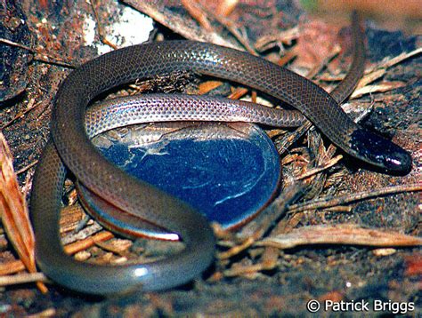 See full list on everythingreptiles.com Smith's Black-headed Snake - Tantilla hobartsmithi