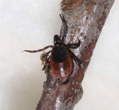 Maryland Biodiversity Project Black Legged Tick Ixodes Scapularis