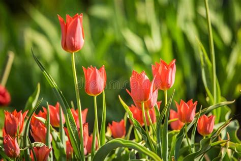 Beautiful Red Tulips Blossoming In The Garden In Spring Stock Photo