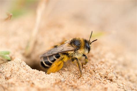 What You Should Know About Mining Bees Live Bee Removal