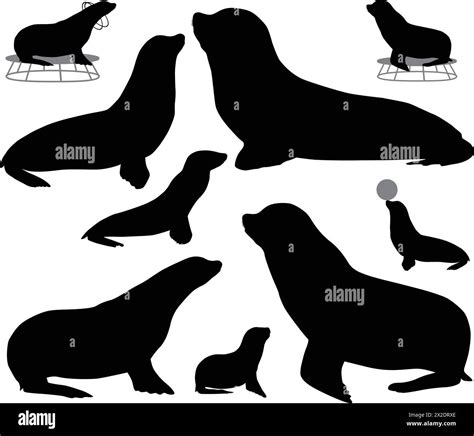 Collection of silhouettes of california sea lions and its cubs Stock