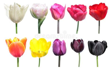 Variety Of Colors Of Tulip Flowers Color Palette Is An Example Of The