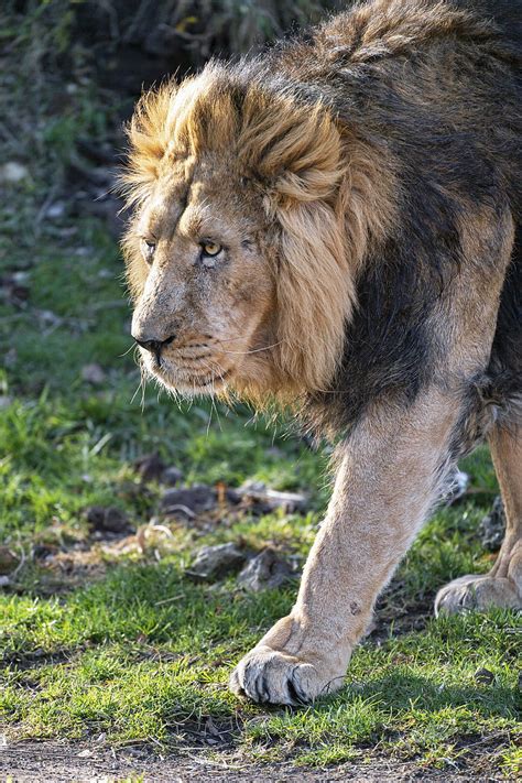 Lion Predator Big Cat Mane Glance Hd Phone Wallpaper Peakpx