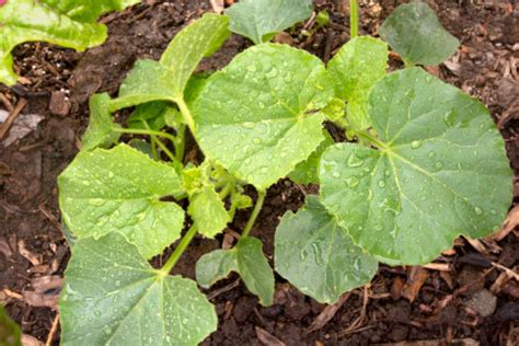 How To Grow And Care For Cantaloupe